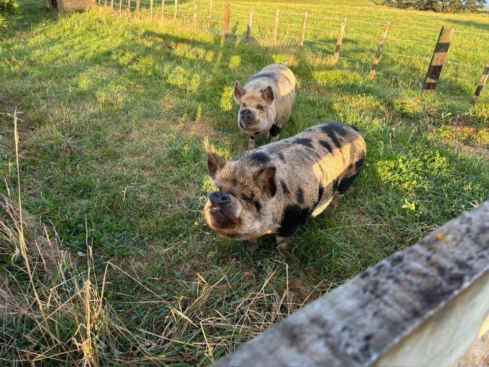 Tataraimaka Farmlet Villa Exteriör bild