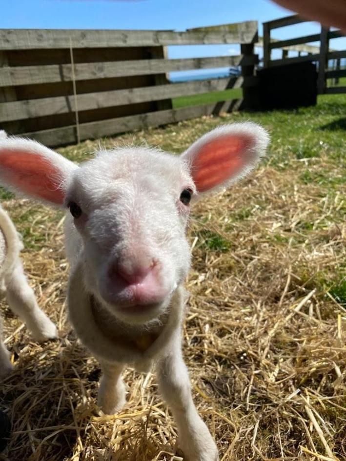 Tataraimaka Farmlet Villa Exteriör bild